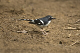 Image. Slaty-backed Forktail