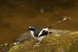 Image. Slaty-backed Forktail