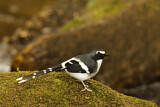 Image. Slaty-backed Forktail
