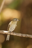 Image. Slaty-blue Flycatcher