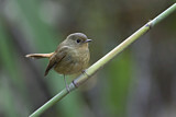 Image. Slaty-blue Flycatcher