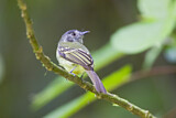 Image. Slaty-capped Flycatcher