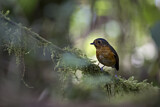 Image. Slaty-crowned Antpitta