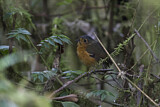 Image. Slaty-crowned Antpitta