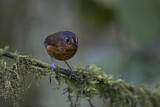 Image. Slaty-crowned Antpitta