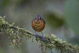 Image. Slaty-crowned Antpitta