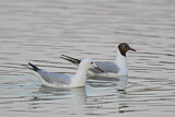 Image. Slender-billed Gull & Black-headed Gull