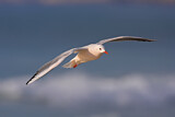 Image. Slender-billed Gull