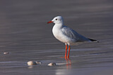 Image. Slender-billed Gull