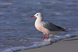 Image. Slender-billed Gull