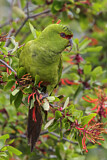 Image. Slender-billed Parakeet