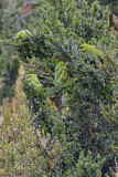 Image. Slender-billed Parakeet