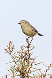 Image. Slender-billed Thornbill