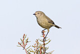 Image. Slender-billed Thornbill