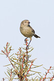 Image. Slender-billed Thornbill