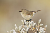 Image. Slender-billed Thornbill