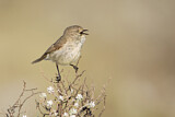 Image. Slender-billed Thornbill