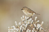 Image. Slender-billed Thornbill