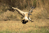 Image. Slender-billed Vulture