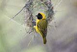 Image. Slender-billed Weaver