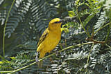 Image. Slender-billed Weaver