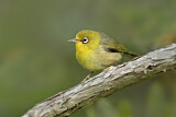 Image. Slender-billed White-eye