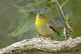 Image. Slender-billed White-eye