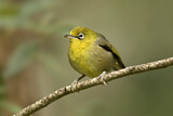 Image. Slender-billed White-eye