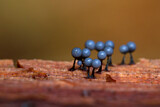 Image. Slime Mold