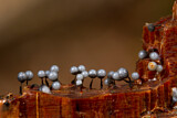 Image. Slime Mold