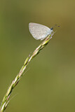 Image. Small Blue