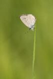 Image. Small Blue