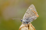 Image. Small Copper