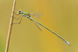 Image. Small Emerald Damselfly