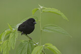 Image. Small Ground Finch