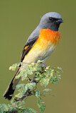 Image. Small Minivet