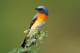 Image. Small Minivet