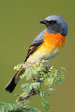 Image. Small Minivet