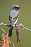 Image. Small Minivet
