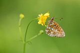 Image. Small Pearl-bordered Fritillary