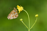 Image. Small Pearl-bordered Fritillary