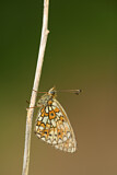 Image. Small Pearl-bordered Fritillary