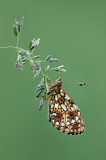 Image. Small Pearl-bordered Fritillary