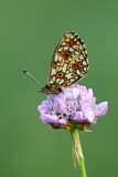 Image. Small Pearl-bordered Fritillary