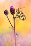 Image. Small Pearl-bordered Fritillary