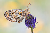 Image. Small Pearl-bordered Fritillary