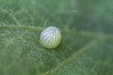 Image. Small Pearl-bordered Fritillary