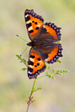 Image. Small Tortoiseshell
