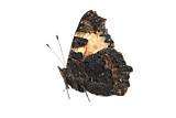 Image. Small Tortoiseshell