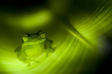 Image. Smaragd-Glasfrosch